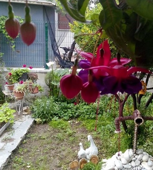 Körfez’de renk cümbüşü