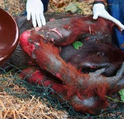 Doğa salt bizim değil…