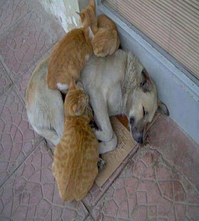 Edremit’de sokak hayvanlarını kim zehirliyor