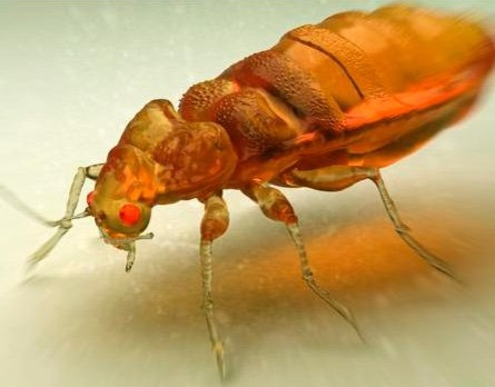 Tahtakurularının Kökeni