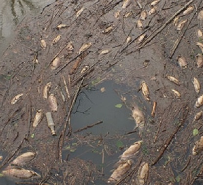 Riva deresi ölü balık akıyor