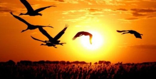 Kuş ve balıkların en hızlı tükendiği ülke…