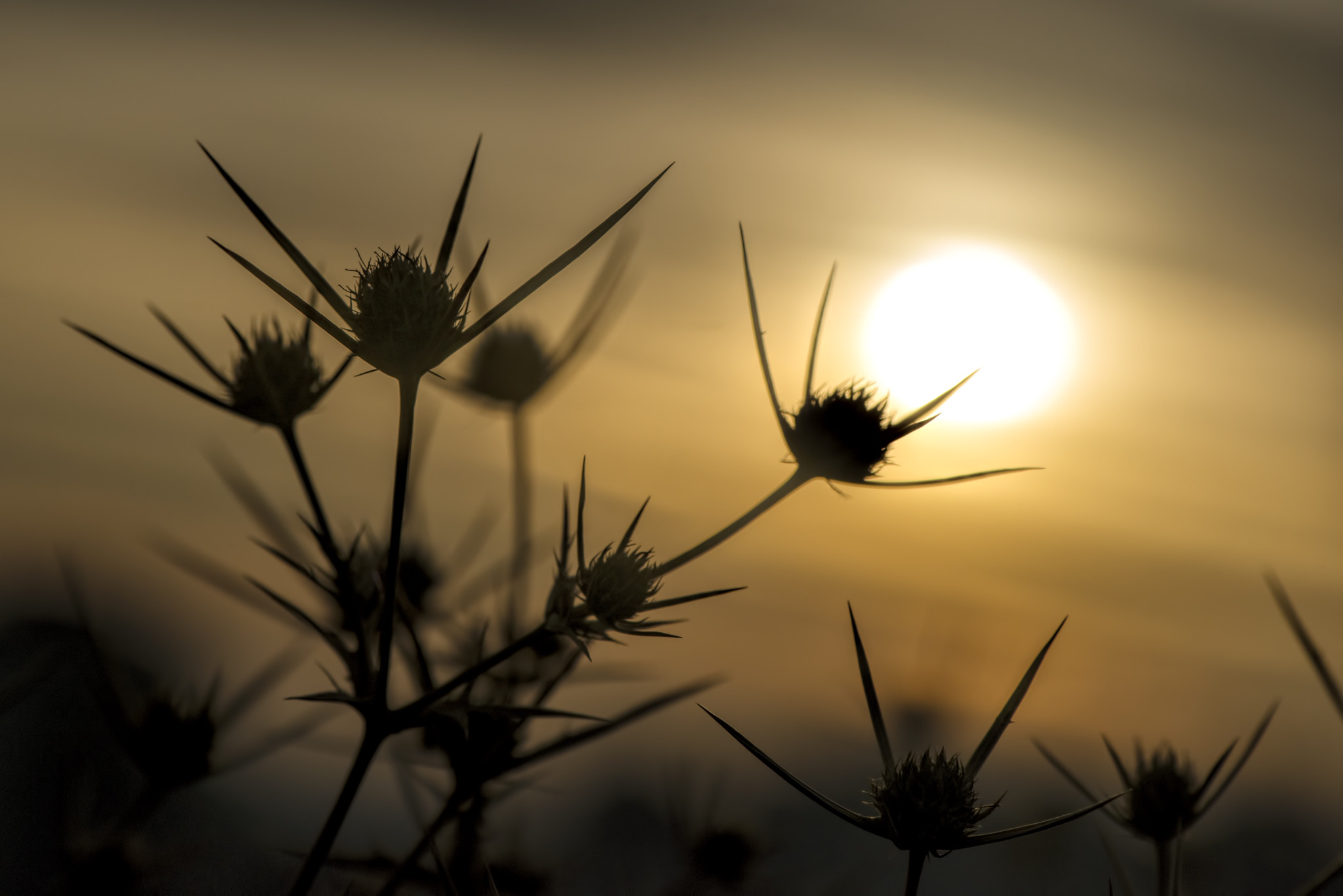 Oysa Sizin Canınız…