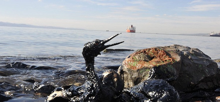 Çevre Mühendisleri Odası: İzmit Körfezi’nden çıkan balığı yemeyin!