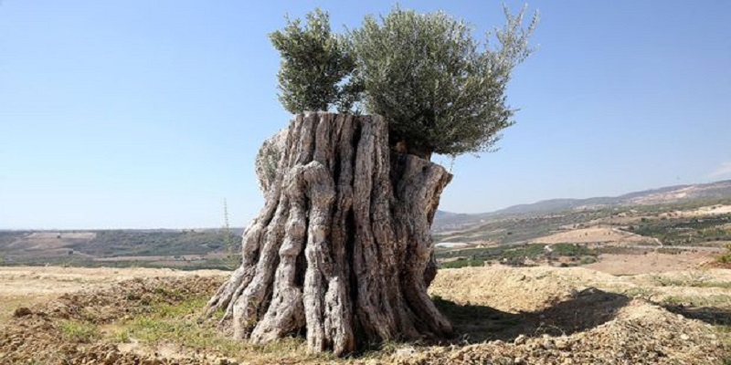 Kesilmek üzere iken 800 yıllık zeytin ağacı meyve verdi
