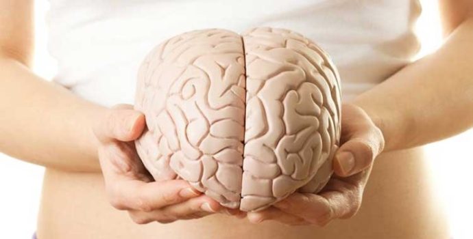 İnsan Beyninin Evrimi: Yavaş ve Sürekli Büyüme Süreci