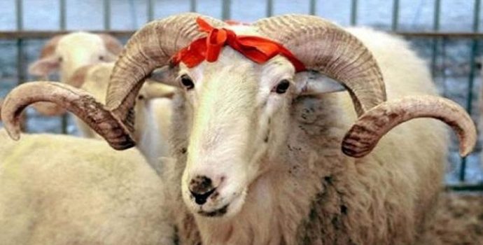 İnsanın Gölgesinde Kurban: Şiddeti Hayvana Yüklemekten Kapitalist Ticarete