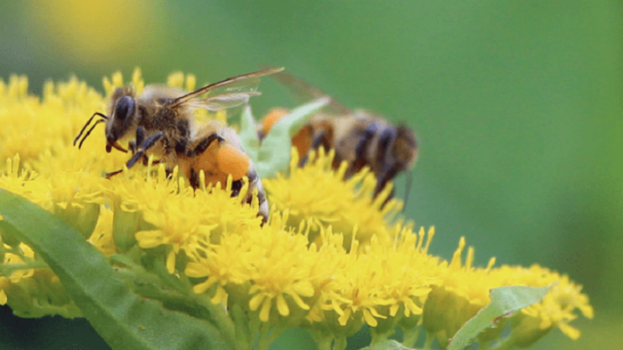 İklim Krizinin Bal Üretimine Etkileri