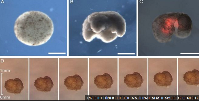 İlk kez kurbağaların kök hücrelerinden canlı robotlar üretildi