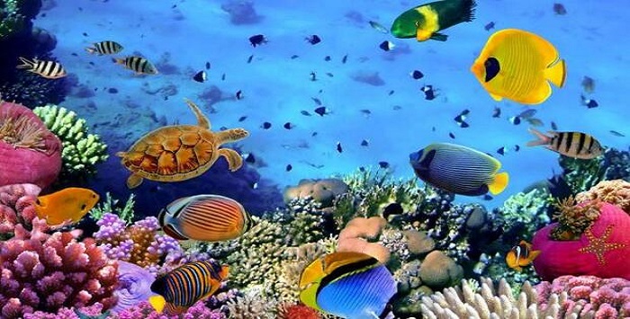 Okyanuslardaki azalan oksijen su altı yaşamını tehdit ediyor