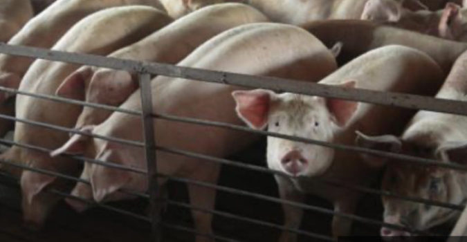 ABD’de et üretim tesisleri kapatıldı, çiftlik hayvanları gazla ya da vurularak öldürülüyor