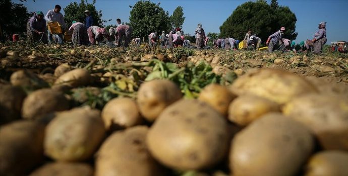 Patates deposu Niğde’ye, Mısır’dan patates getirtildi