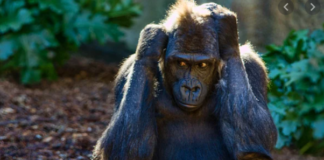 Gorillerde ilk kez Covid’e rastlandı