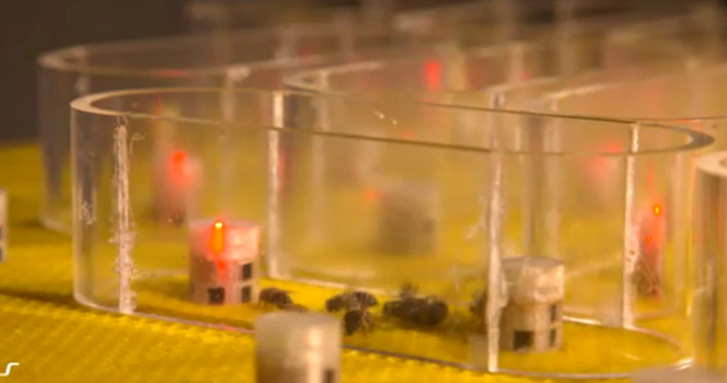 Arıların soyunu tükenmekten robotlar kurtaracak