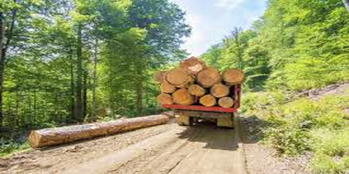 Araştırmacılar, gen düzenlemesiyle yüksek verimli ağaç yetiştirdi