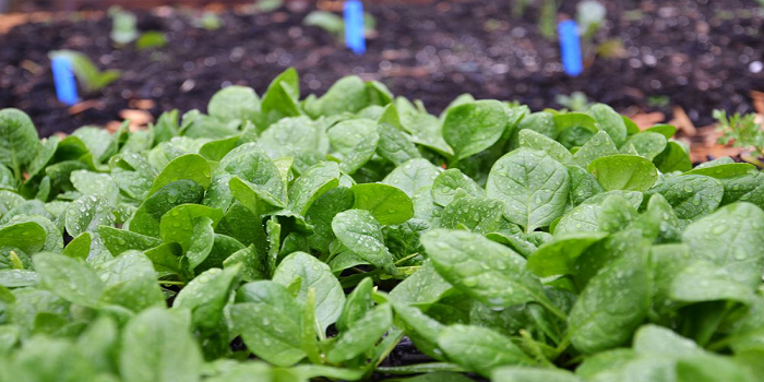 Bilim insanları, ıspanaktan elektronik postayla patlayıcı madde uyarısı almayı başardı