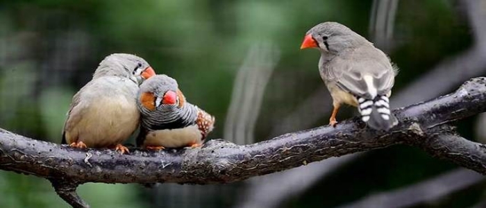 İklim değişikliği: Büyük baştankaralar üç hafta erken yumurtlamaya başladı