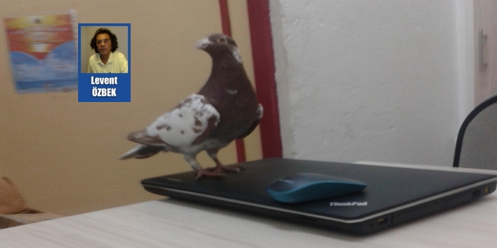 O güvercinin zindanı ve çatıdan kaçış hikayesi