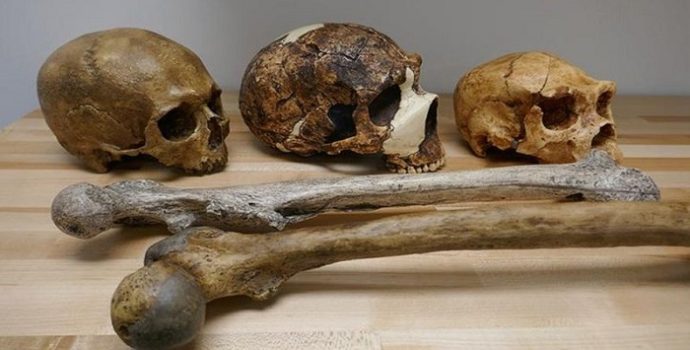 İklim şartları, insanın beden ve beyin büyüklüğü üzerinde etkili