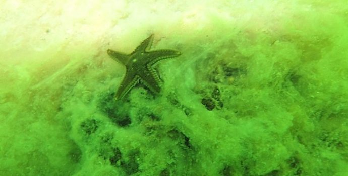 ”Marmara’nın altı da kirli”