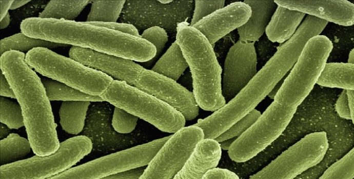 Yeni salgınların habercisi mi? Bilim insanları buzullarda binlerce yıllık 28 yeni virüs keşfetti