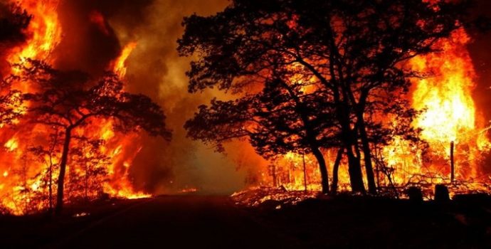 orman-yanigini-5-1599741376