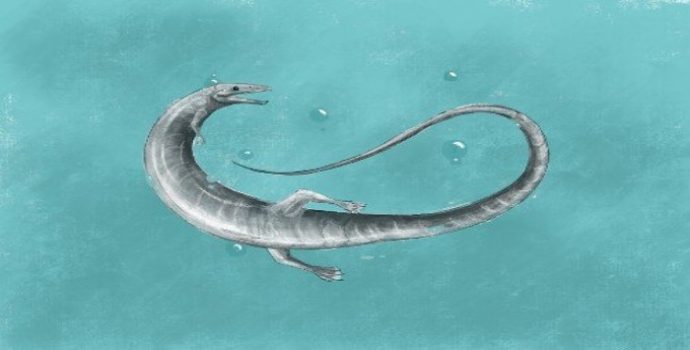 Hızlı Evrimleşen Türlerin Yok Olması Daha Muhtemel