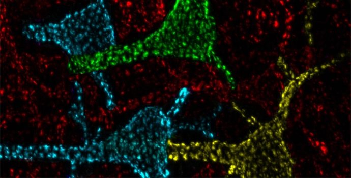 Nöronlardaki Gizemli Yapının İşlevi Keşfedildi