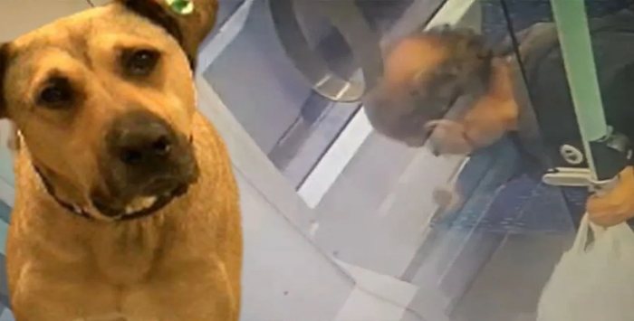 Gezgin köpek Boji’yi aklayan görüntüler ortaya çıktı…