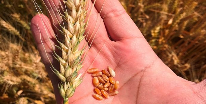 Enflasyon: BM, küresel gıda fiyatlarının son 10 yılın en yüksek seviyesine ulaştığını açıkladı