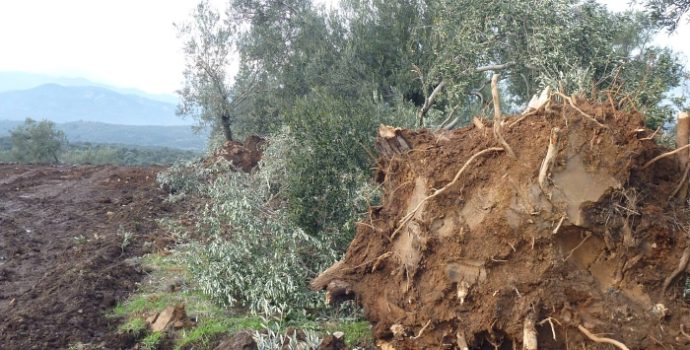 Zeytinliğe madencilik izni