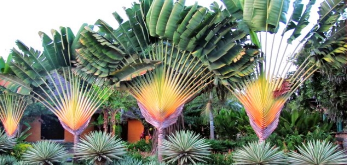 Dünyada henüz keşfedilmemiş 9 bin 200 ağaç türü var