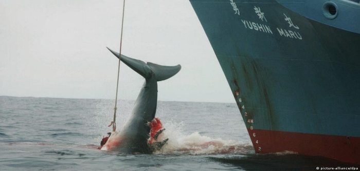 İzlanda, 2024’te balina avcılığına son verecek