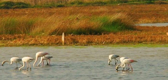 Sulak alanlar yok oluyor
