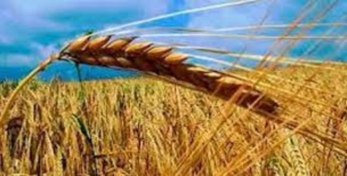 Diyarbakır’da 1 milyon dekar arazi ekilmedi