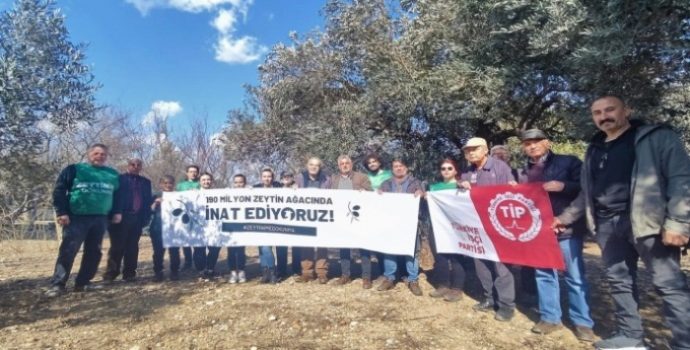 Zeytin yürüyüşü sürüyor: Tarım sistematik olarak bitiriliyor