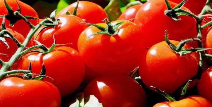 Domates fiyatında son 7 yılın rekoru
