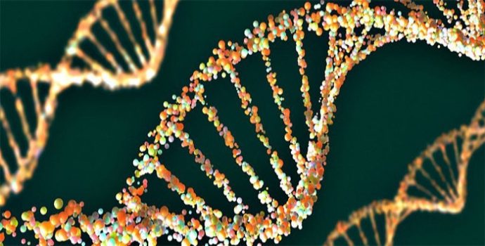 İnsan genom dizisi ilk kez tam olarak elde edildi