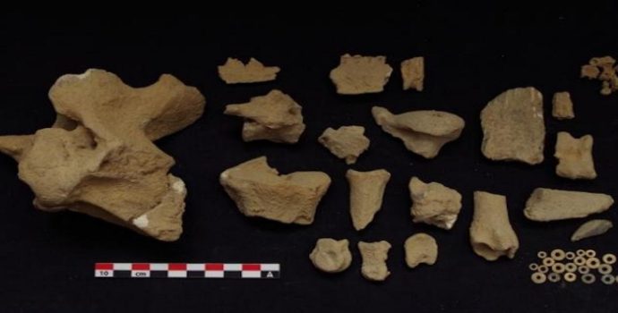 Sığırlar 10.000 yıl önce Sudan’da evcilleştirilmiş olabilir