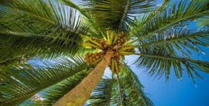 Kutuplarda Bir Zamanlar Palmiyeler Vardı: Fosil Bitkilerde Antik Sera İkliminin İzleri