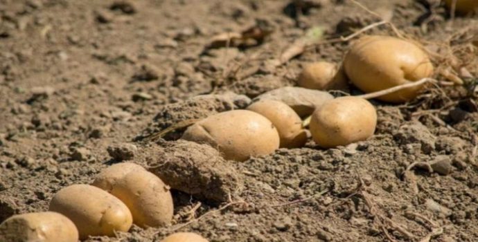 Patatesin 9 Milyon Yıllık Evrimi: Domatesle Başlayan Lezzet Yolculuğu