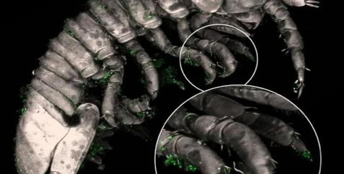 Su altında yeni bir keşif: “Deniz arıları” bildiğimiz her şeyi değiştiriyor