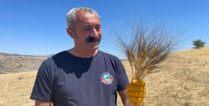 Komünist Başkan, yüzyıllık ata tohumunun çoğalması için harman yaptı