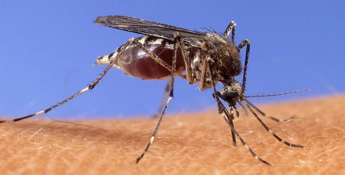 Yapay Zeka ile Sivrisinek Mücadelesi: Afrika’da Sıtma Kontrolü