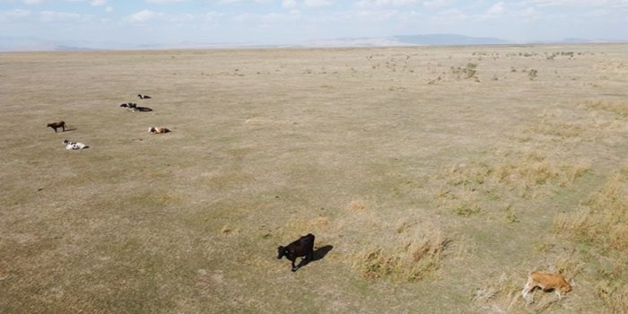 Akşehir Gölü tamamen kurudu
