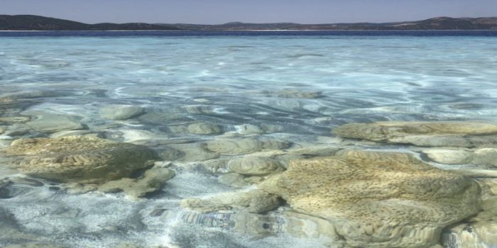 Bilim insanları hayatın sırrını çözdüklerini iddia etti