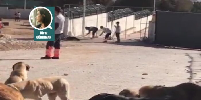 konya-hayvan-barinagi