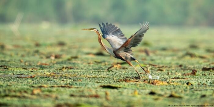 Tarihi anlaşma: Dünya’nın yüzde 30’u koruma altına alınacak