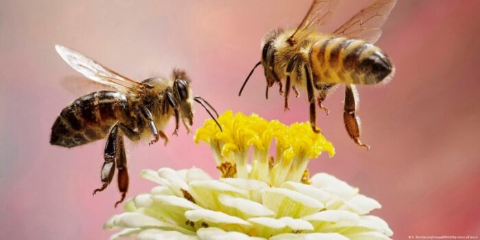 Biyoçeşitlilik büyük tehdit altında