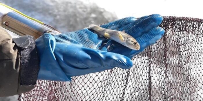 Kirliliğin arttığı akarsularda ‘alabalık’ türleri azalıyor